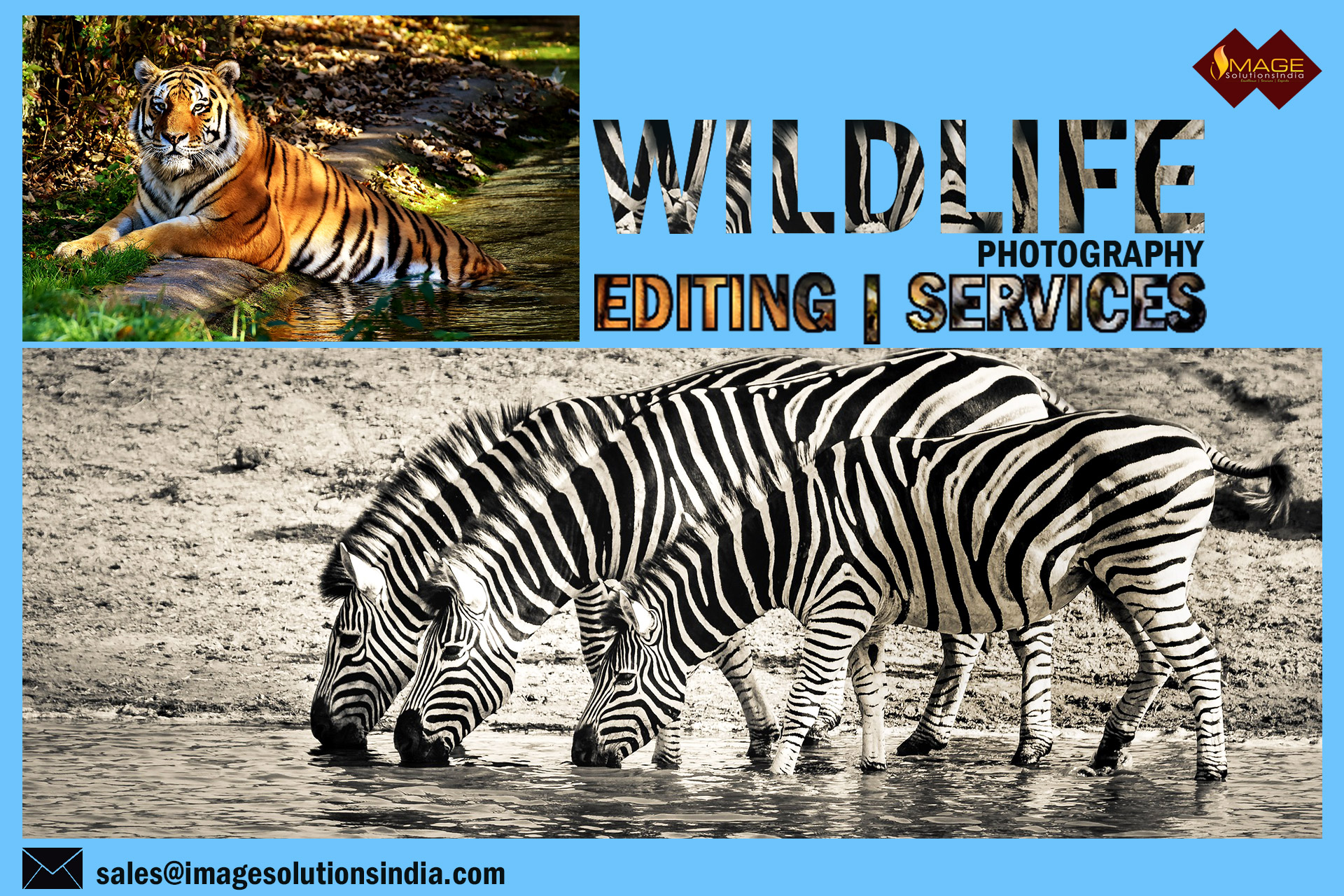 Wildlife Photography Editing Services